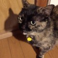 猫の迷子札◆軽くて小さいプラバンがおすすめ手作り名札の作り方