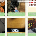 ペットフードの「ペットライン」会員サイトにプラ板迷子札が紹介されました♪